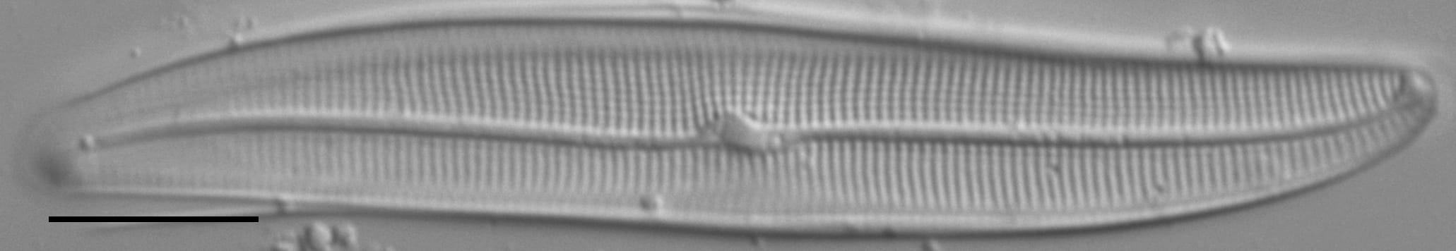 Gyrosigma Nodiferum LM5 GC107027a 004