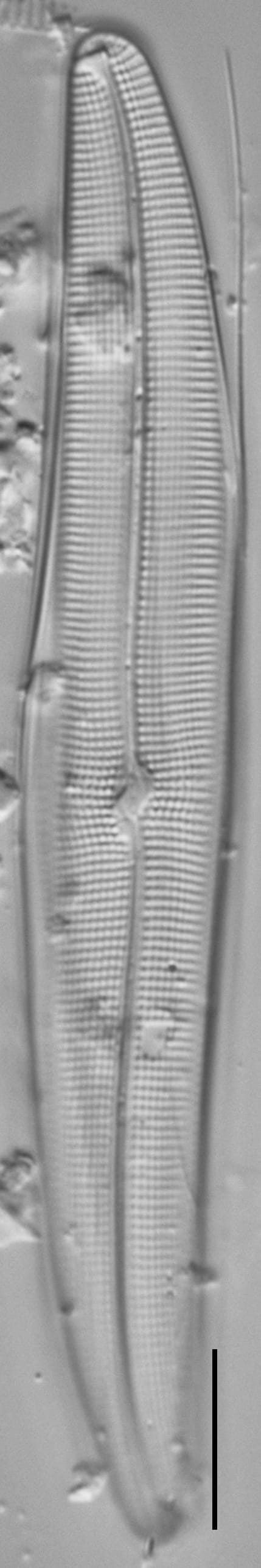 Gyrosigma Nodiferum LM6 GC107027a 005