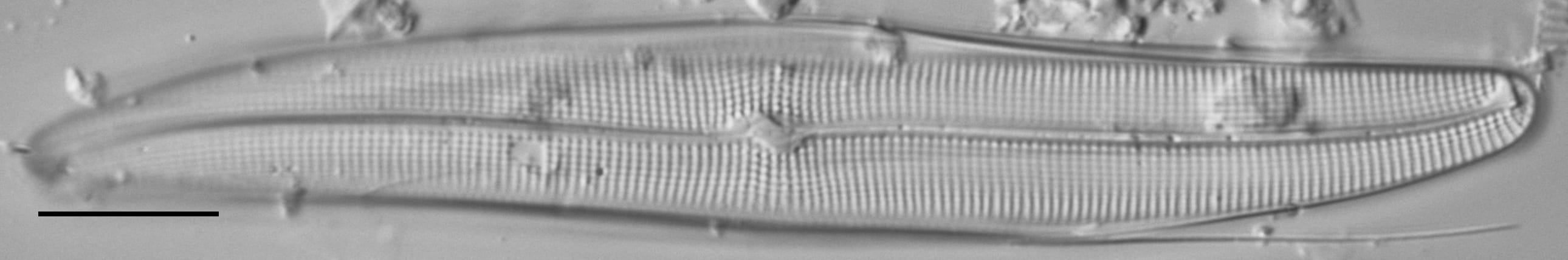 Gyrosigma Nodiferum LM6 GC107027a 005