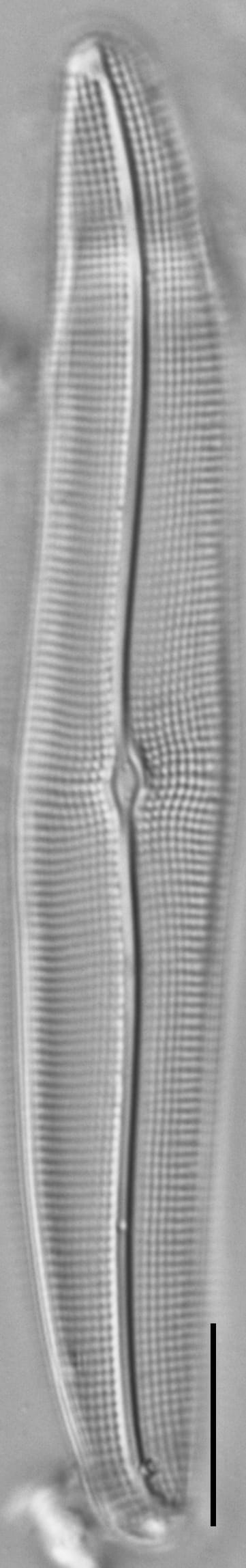 Gyrosigma Nodiferum LM7 GC107027a 003