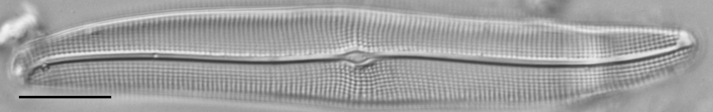 Gyrosigma Nodiferum LM7 GC107027a 003