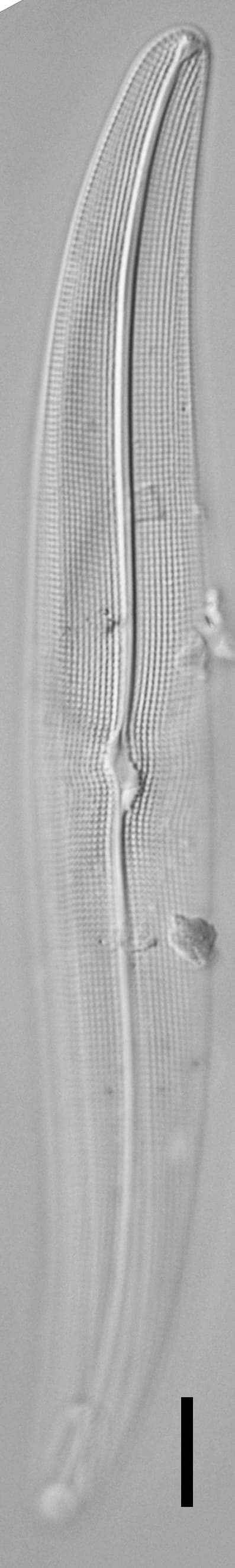 Gyrosigma Sciotoense Boy W 6 17 001