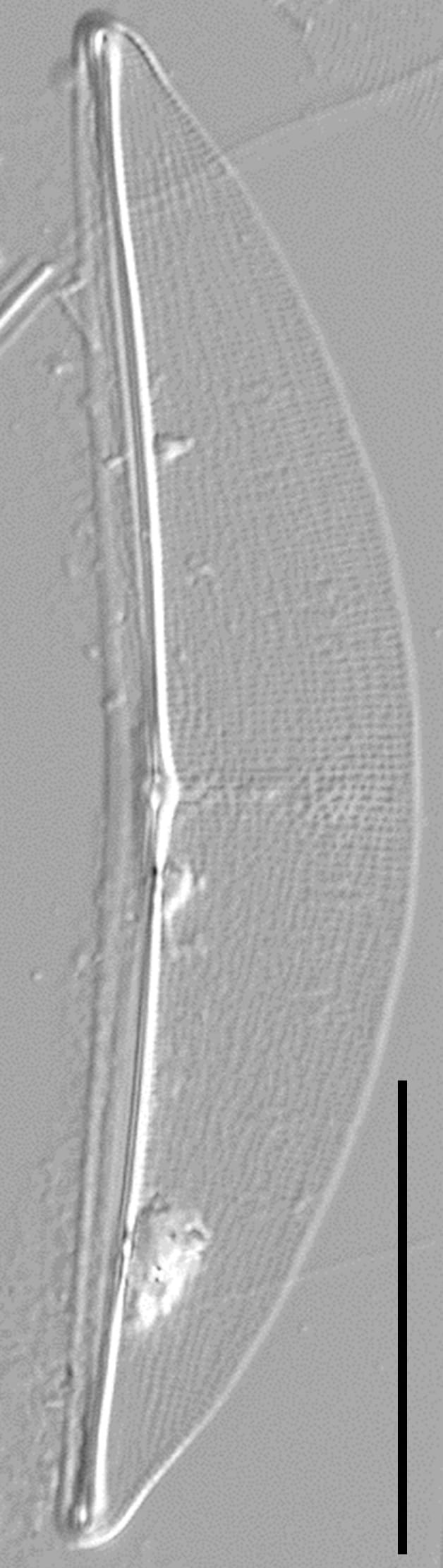 Halamphora baleenicola LM1