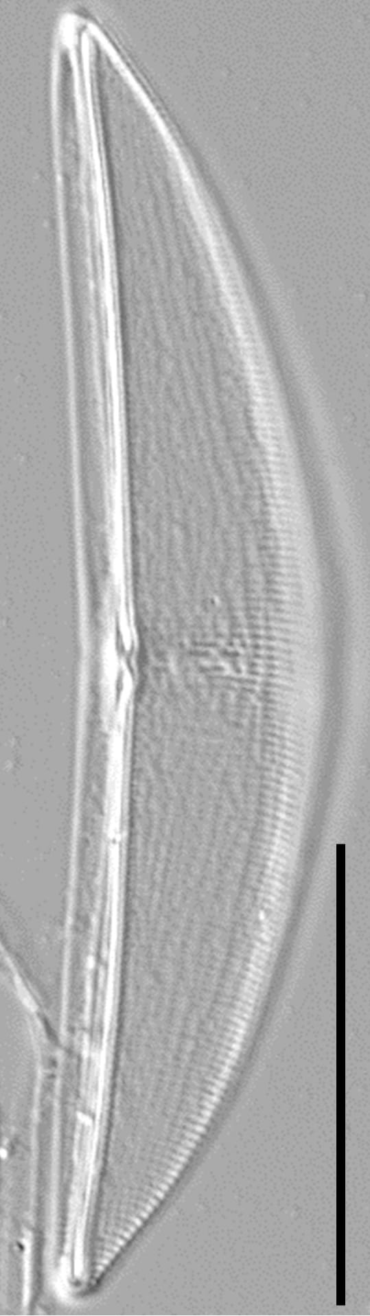 Halamphora baleenicola LM3