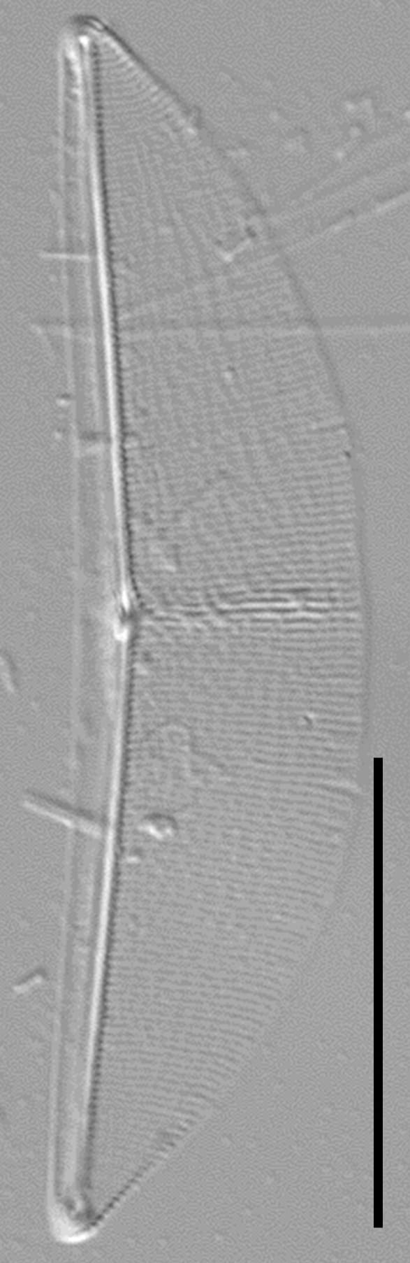 Halamphora baleenicola LM4