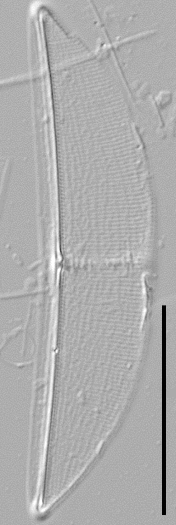 Halamphora baleenicola LM5