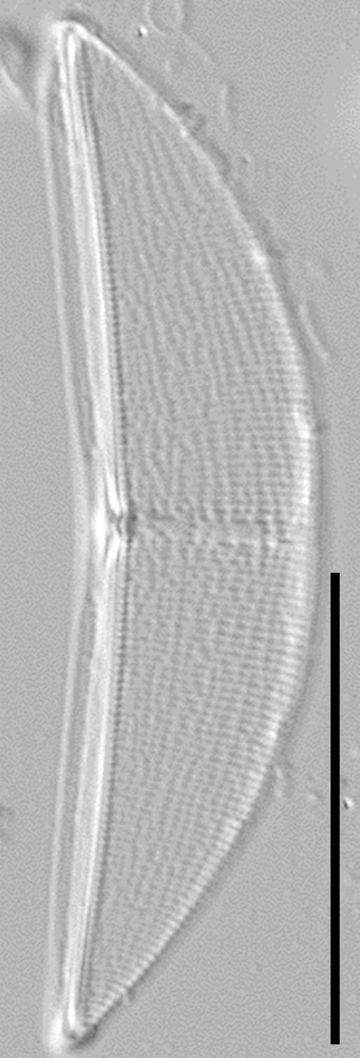 Halamphora baleenicola LM6