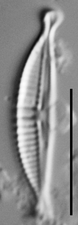 Halamphora subtilis LM1