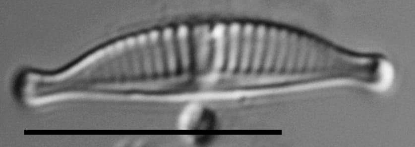 Halamphora subtilis LM10