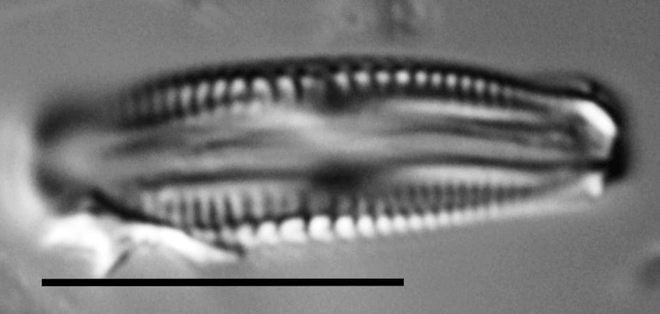Halamphora subtilis LM13
