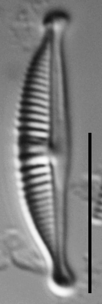 Halamphora subtilis LM14