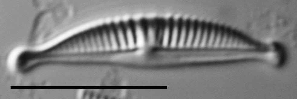 Halamphora subtilis LM14
