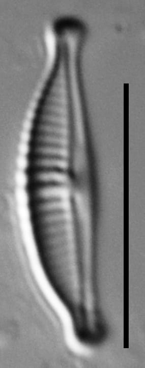 Halamphora subtilis LM17