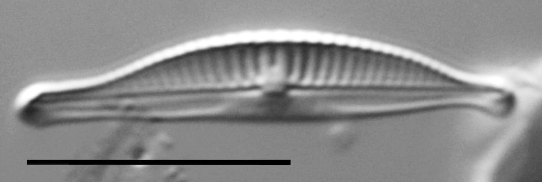 Halamphora subtilis LM2