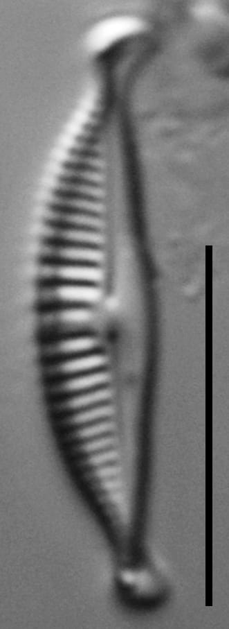 Halamphora subtilis LM5