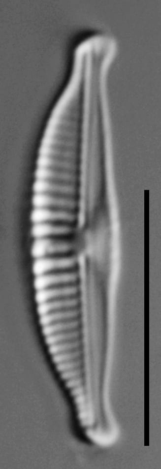 Halamphora subtilis LM6