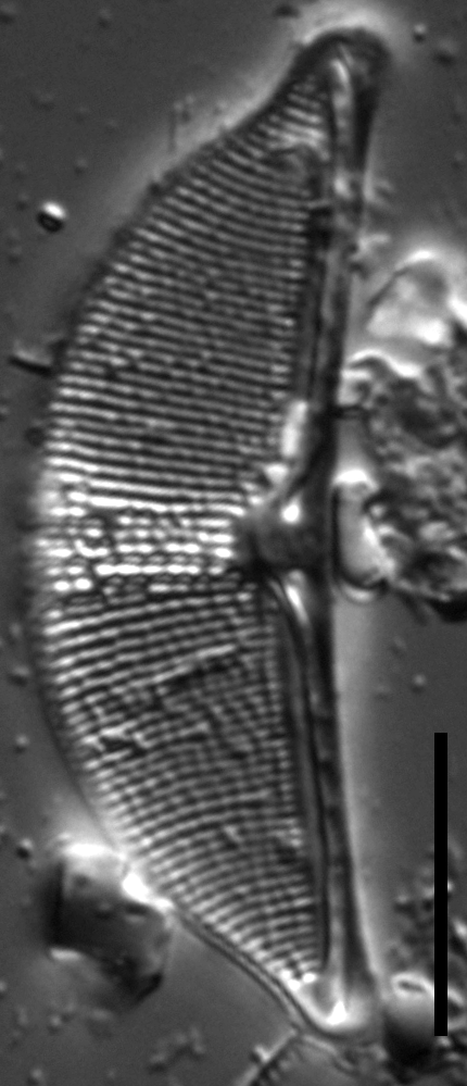 Halamphora Subcapitata   0025