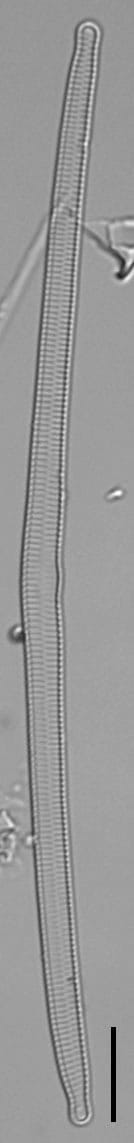 Hannaea linearis LM7