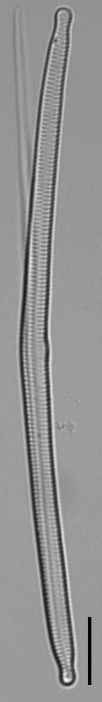 Hannaea linearis LM1