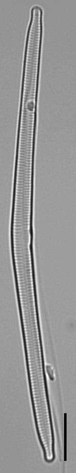 Hannaealinearis UVM2022001 Dr Breck Bowden KR0003