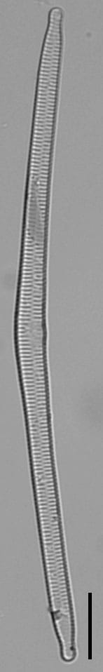 Hannaealinearis UVM2022001 Dr Breck Bowden KR0004