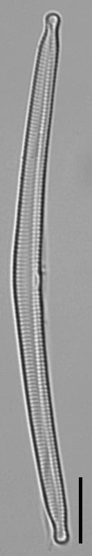 Hannaea linearis LM5