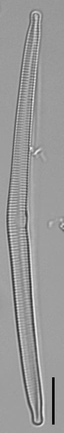 Hannaealinearis UVM2022001 Dr Breck Bowden KR0006