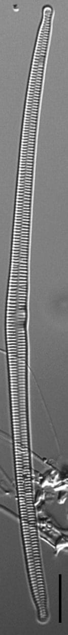 Hannaealinearis UVM2022001 Dr Breck Bowden KR0007