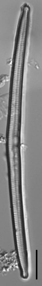 Hannaea linearis LM2