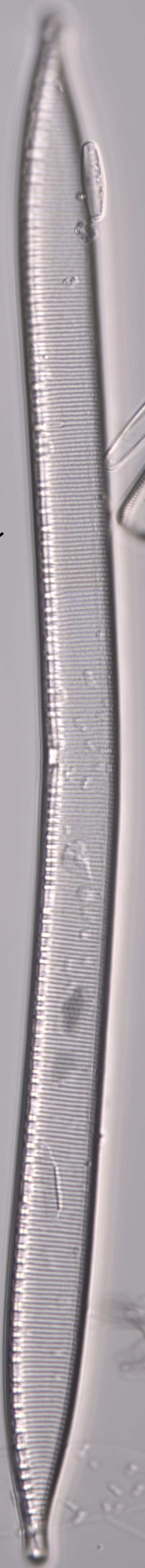 Hantzschia elongata 2579 c specimen1