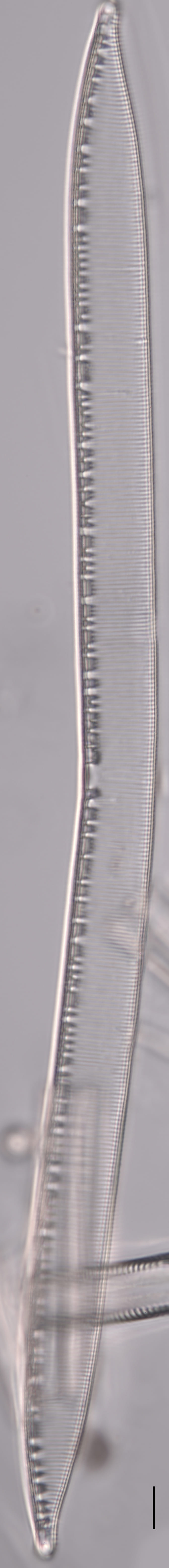 Hantzschia elongata 2579 c specimen2