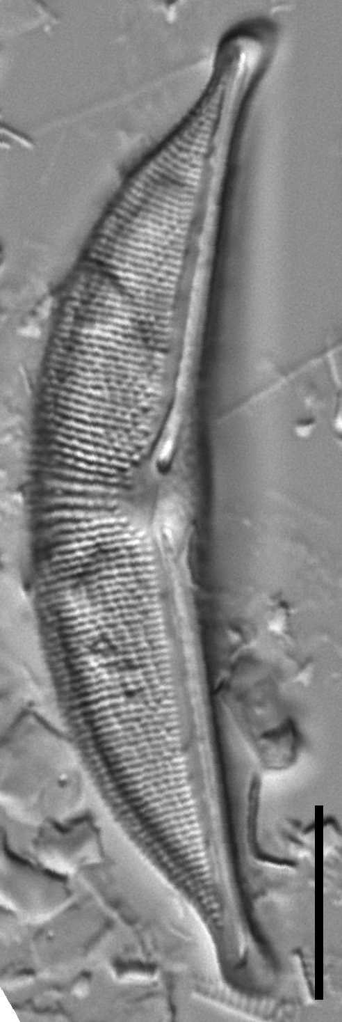 Halamphora elongata LM2