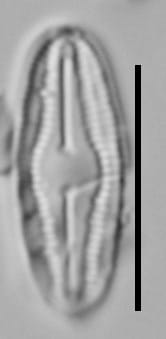 Humidophila Perpusilla Vt10094 A 111017 48 C