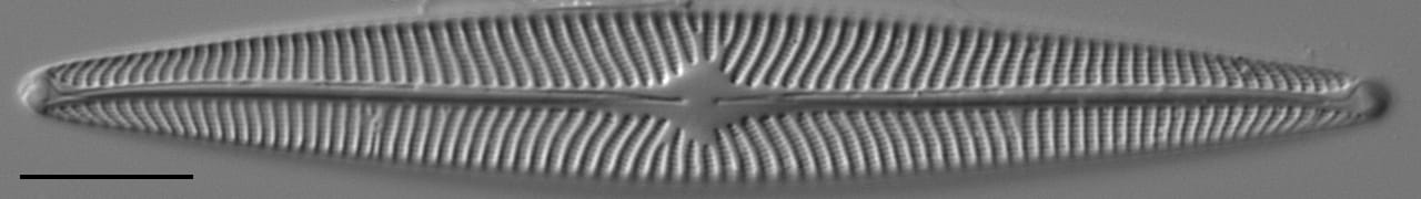 Navicula radiosa LM4