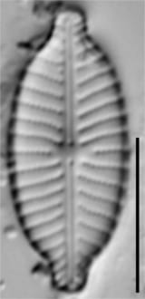 Ill 2015 15 Iwb   18 Cl Shrunk