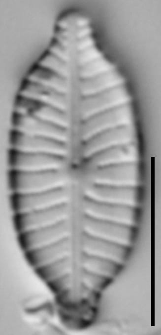 Ill 2015 24  Iwb   2 Cl