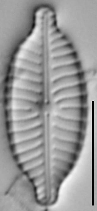 Ill 2015 24  Iwb   3 Cl