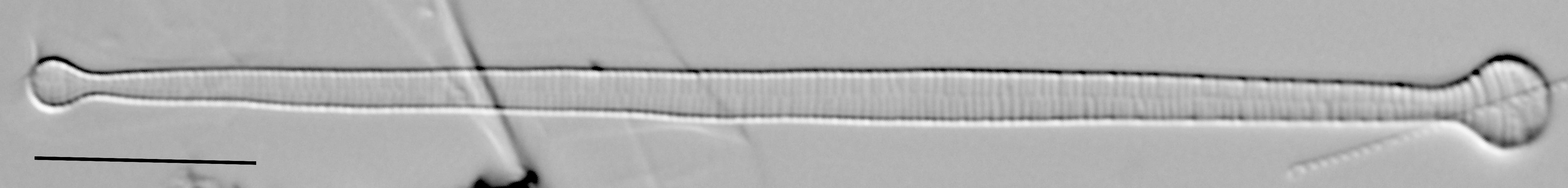 Ill2011 12  A Formosa2