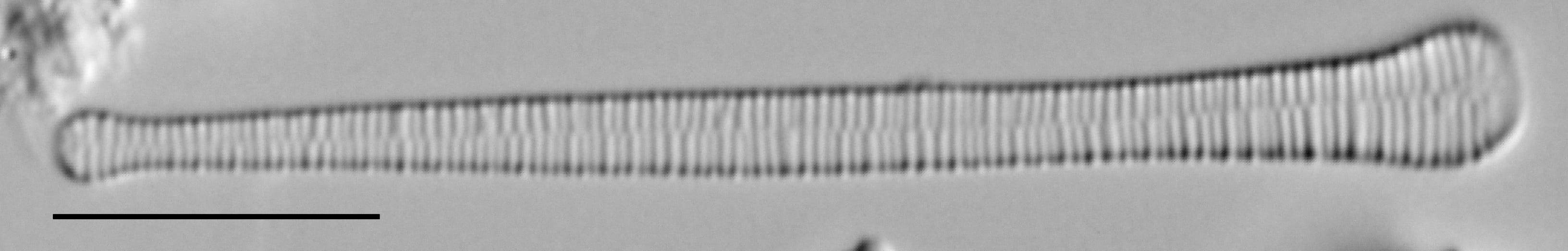 Ill2011 12  A Formosa3