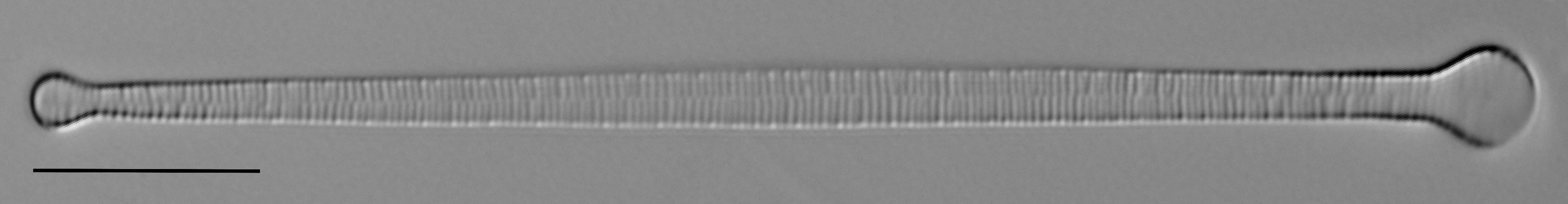 Ill2011 12  A Formosa5