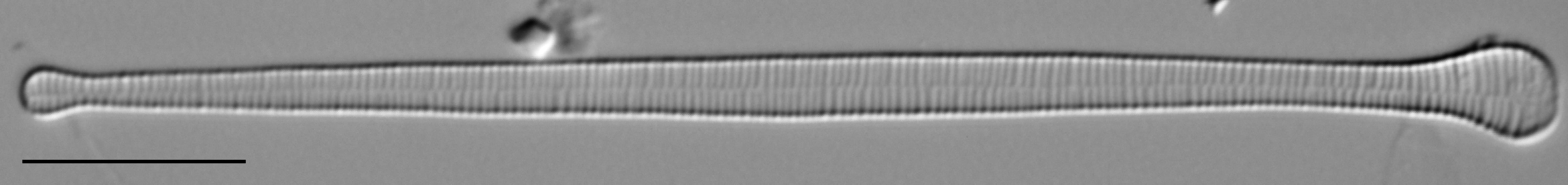 Ill2011 12  A Formosa6