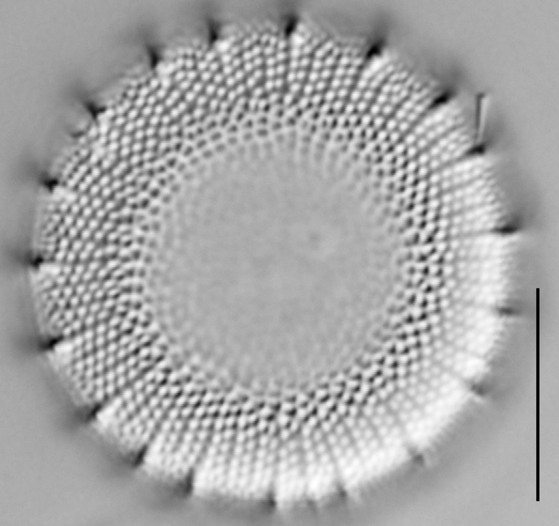 Ill2011 41  Steph Niagarae