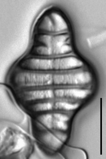 Iwb 0026 1  Tglans 004 Cropped Adjusted