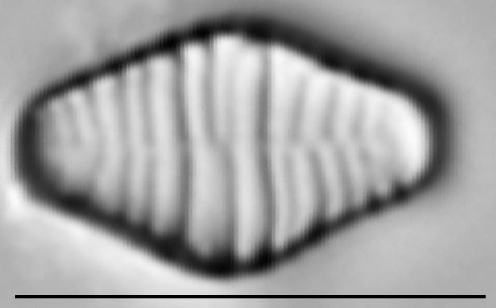 Fragilariforma bicapitata LM7