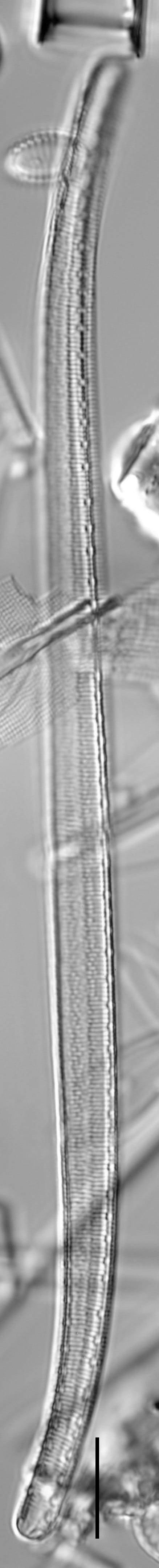 Iconella curvula LM1