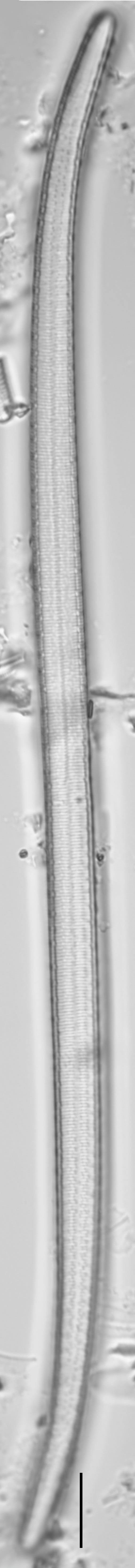 Iconella curvula LM2