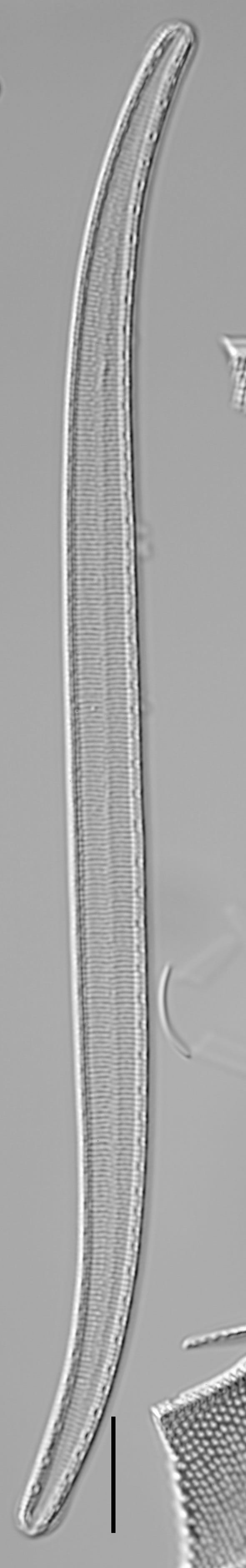 Iconella curvula LM3