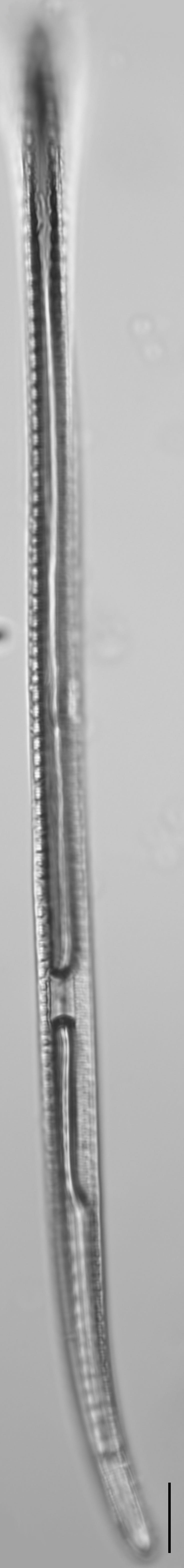 Iconella curvula LM4