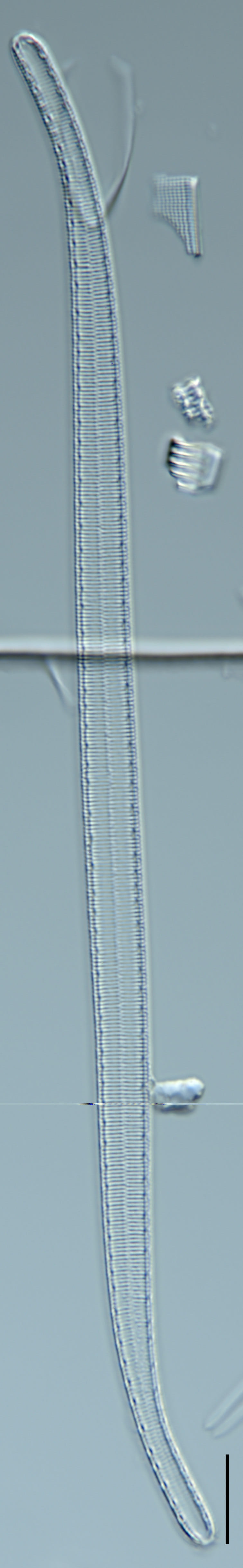 Iconella curvula 05 ILL1144 1145