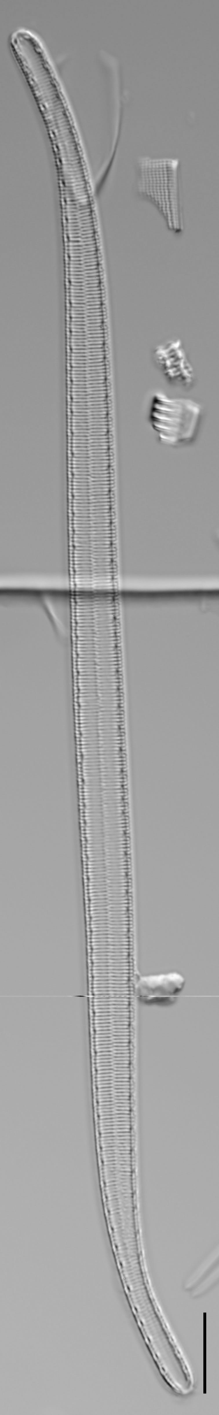 Iconella curvula LM5